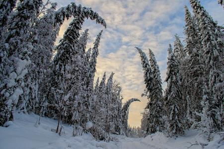 冬天, 森林, 俄罗斯, 旅游, 自然, 灌木丛, 景观