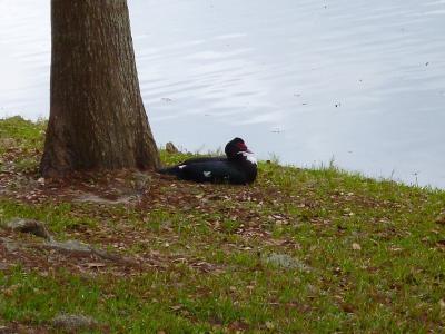 番鸭, 黑色和白色, 城市公园, 佛罗里达州奥卡拉, 水, 休息, 鸟