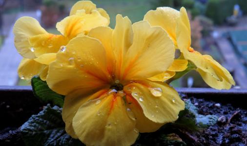西洋樱草, 雨滴, 黄色, 关闭, 开花, 绽放, 花园