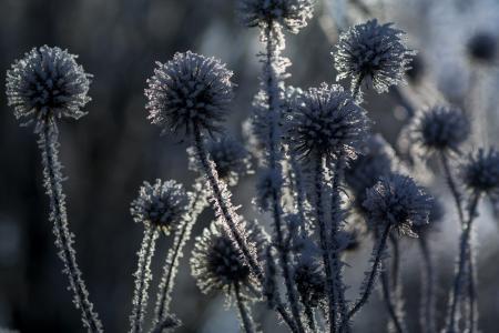 冬天, 寒冷, 自然, 弗罗斯特, 灌木, 感冒, 冻结