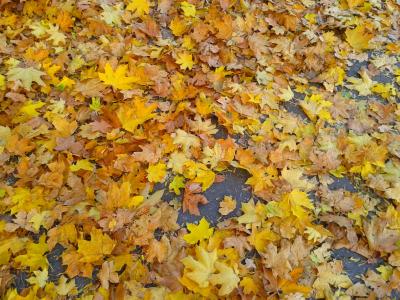 叶子, 秋天, 秋金, 黄色的树叶, 黄金