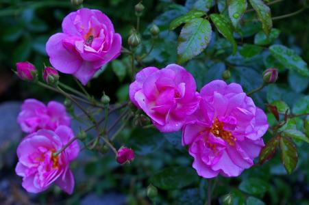 上升, 粉红色的玫瑰, 香味玫瑰, 玫瑰花园, 开花, 绽放, 玫瑰绽放