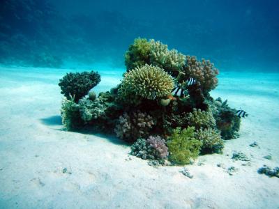 珊瑚, 水下绿洲, 洋底, 跳水, 水下, 水, 海