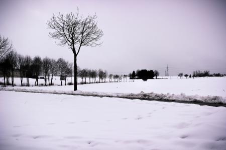 雪, 树, 景观, 冬天, 感冒