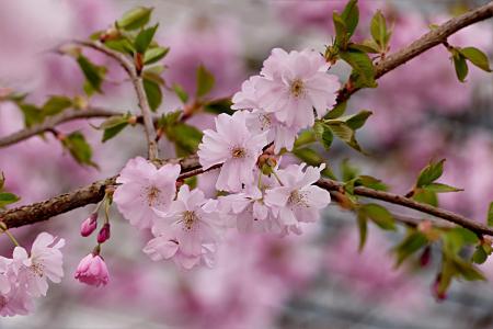日本樱桃, 粉色, 树, 樱桃, 春天, 花, 开花