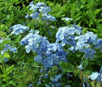 花, 自然, 植物区系, 春天, 蓝色, 户外, 爱尔兰
