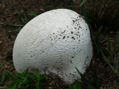 bovist, 蘑菇, 白色, 大型 umbrinum, 马勃, 蘑菇属, 蘑菇相对