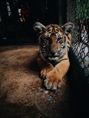 孟加拉, 老虎, 笼子里, 动物, 动物园, 一种动物, 野生动物