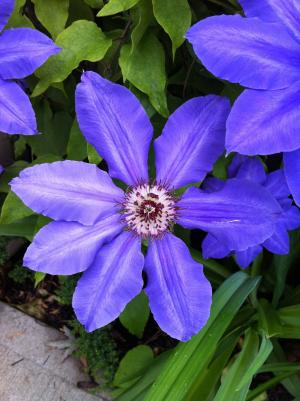 紫色的小花, 铁线莲, 花园, 紫色, 植物, 花, 自然