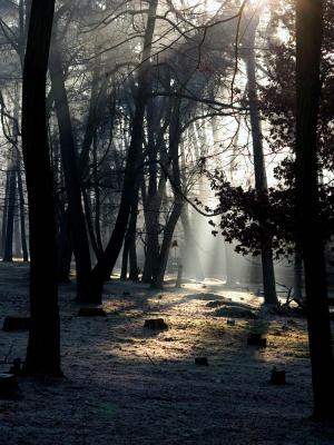 森林, 光, 心情, 光束, morgenstimmung