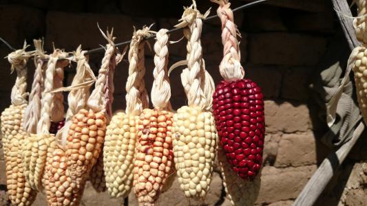 玉米, 干, 农业, 的的喀喀湖湖