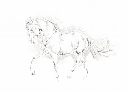 插图, 马, 动物, 铅笔, 黑色和白色, 素描, 水