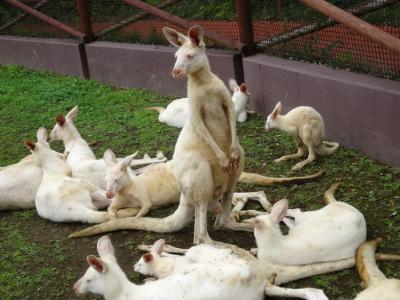 袋鼠, 富士野生动物园, 白色, 动物园, 白袋鼠, 动物, 澳大利亚动物