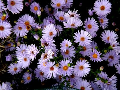 mov, 星星, 植物, 紫罗兰色, 粉色, 黛西, 花