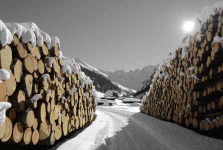 木材, 雪, 萨姆瑙恩, 自然, 太阳, 冬天, 寒冷