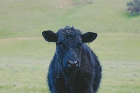 黑色, 小牛, 动物, 牛, 野生动物, 绿色, 草