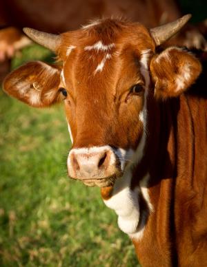 牛肉, 棕色, 公牛, 小牛, 牛, 母牛, 农场
