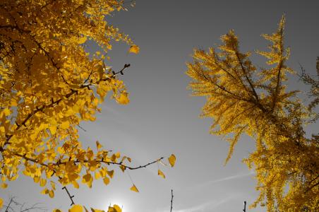树木, 叶子, 天空, 自然, 灰色, 黄色