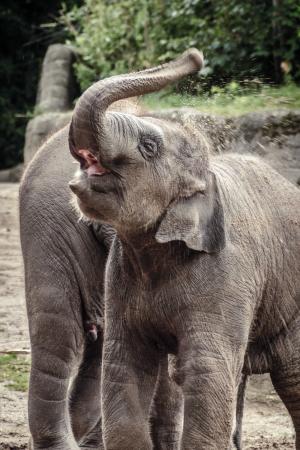 大象, 动物, 灰色, 印度大象, 动物园, 小象, 长鼻目