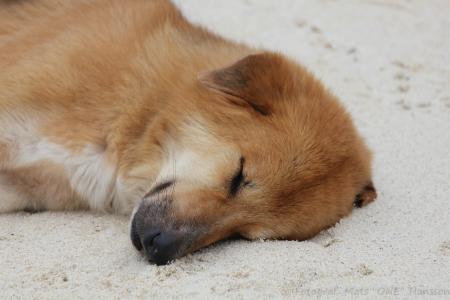 狗, 海滩, 睡眠, 动物, 一种动物, 睡觉, 动物主题
