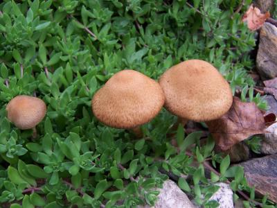 蘑菇, 自然, 秋天, 棕色, 绿色