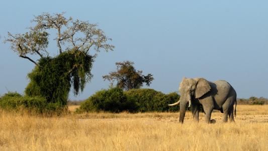 大象, 博茨瓦纳, 萨维, 动物, 非洲, 野生动物, 野生动物