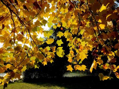 叶子, 金色的秋天, 黄色, 金, 秋天的心情, 半透明
