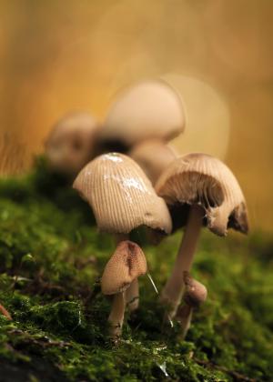 蘑菇, 蘑菇组, 森林, 青苔, 自然, 秋天, 云母菇