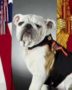 斗牛犬, 官方吉祥物, 海军陆战队, 美国, 狗, 肖像, 犬