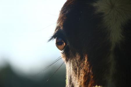 马, 马眼, 小马驹, 棕色, 马的头, 眼睛, 纯种阿拉伯