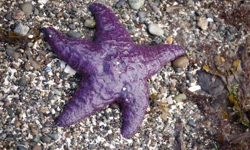 海之星, 星鱼, 紫鱼, 海, 自然