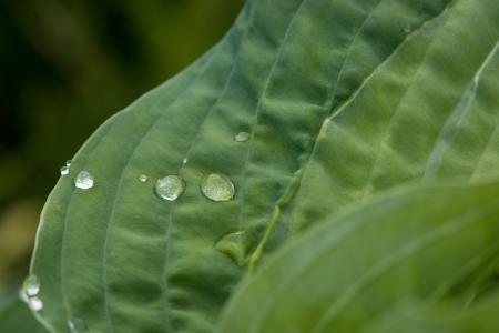 叶, 绿色的叶子, 叶脉, 叶片结构, 水一滴, 雨滴, 滴灌