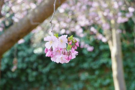 日本的樱花树, 花, 日本樱花, 观赏樱桃, 日本樱桃, 樱花, 开花