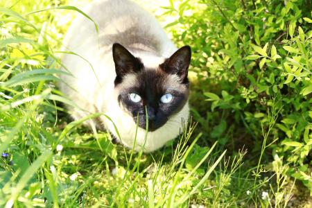 猫, 蓝色的眼睛, 蓝色, 眼睛, 猫科动物, 看看, 暹罗猫