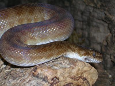 python, 斑点蟒蛇, 沙蟒, antaresia childreni, 澳大利亚, 蛇, 动物