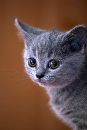 动物, 猫, 小猫, 英国蓝猫, 宠物, 英国短毛猫, 目光