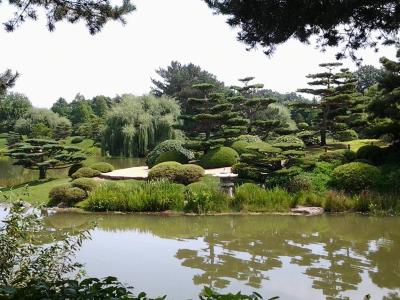 花园, 日语, 绿色植物, 自然, 树, 盆景, 草