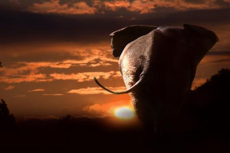 大象, 非洲, 非洲布什大象, 动物, 自然, 哺乳动物, 野生动物园