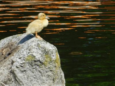 小鸭, 孤独, 水