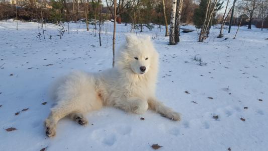 萨摩耶, 冬天, 狗, 寒冷的温度, 雪, 一种动物, 白色的颜色