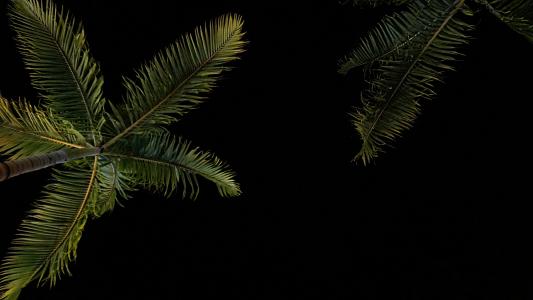 两个, 绿色, 椰子, 棕榈, 树, 黑暗, 晚上