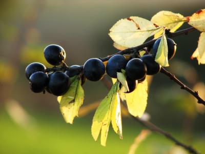 黑, 浆果, 水果, 蓝色, 黑刺李, 布什, 秋天
