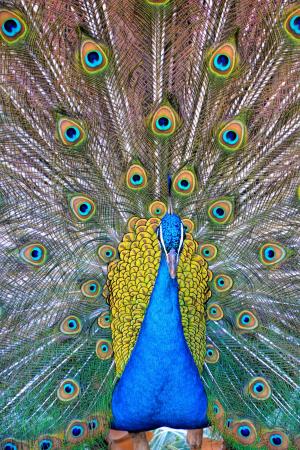 孔雀, 孔雀羽毛, 鸟类, 蓝色, 绿色, 模式, 设计
