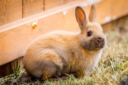 小兔子, 复活节, 春天, 复活节兔子, 草, 兔子, 动物