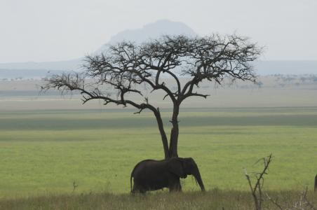 大象, 坦桑尼亚, 非洲, 绿色, 非洲大象, 哺乳动物, 自然