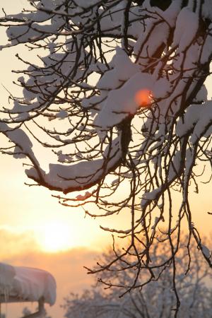 冬天, 感冒, 弗罗斯特, 树木, 分公司, 日落, 太阳
