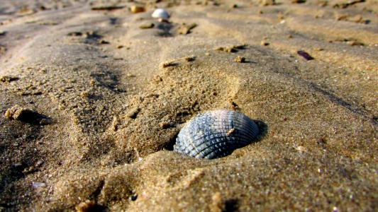沙滩上的贝壳, 沙子, 海滩, 海, 夏季, 贝壳, 壳