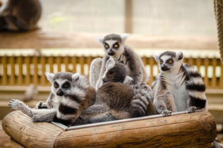 动物, 毛茸茸, 狐猴, 马达加斯加, 灵长类动物, 野生动物, 动物园