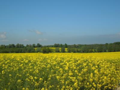 油菜籽的领域, 蓝蓝的天空, 黄色, 字段, 春天, 自然, 作物