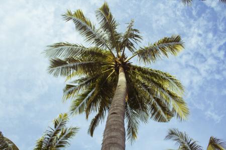 自然, 棕榈, 棕榈树, 天空, 版税图像